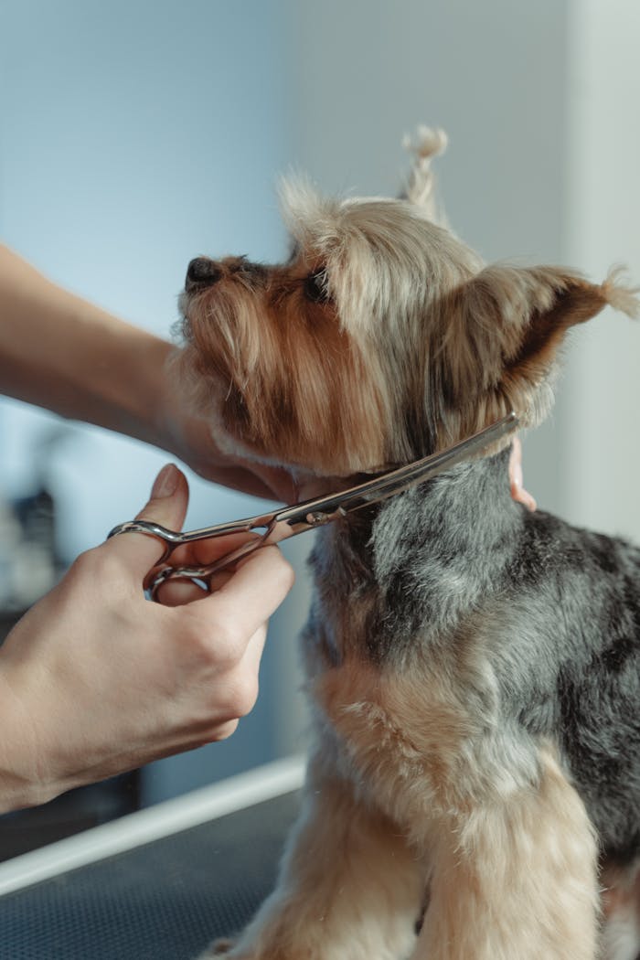 Close-up of a Yorkshire Terrier being trimmed by a groomer with scissors, highlighting meticulous care.